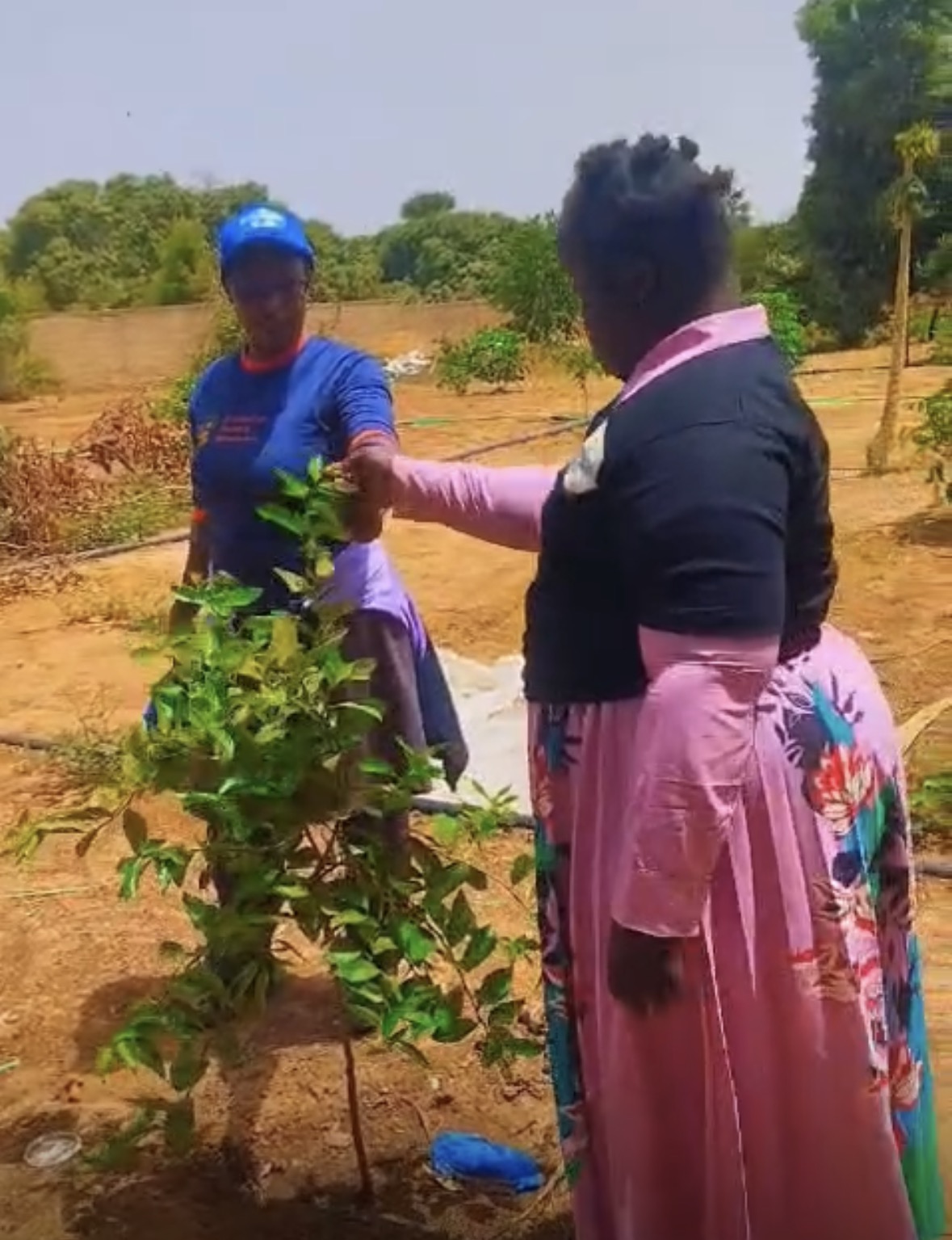 Découverte des plantes